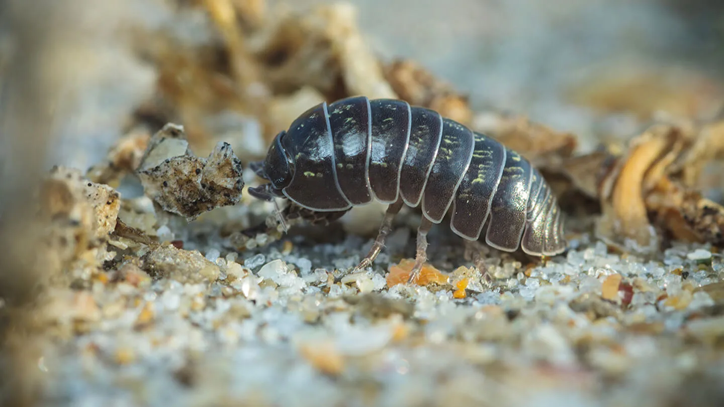 Bicho Bolita | Armadillidium vulgare 14 Mamboreta - Bicho bolita Soluciones Mamboretá