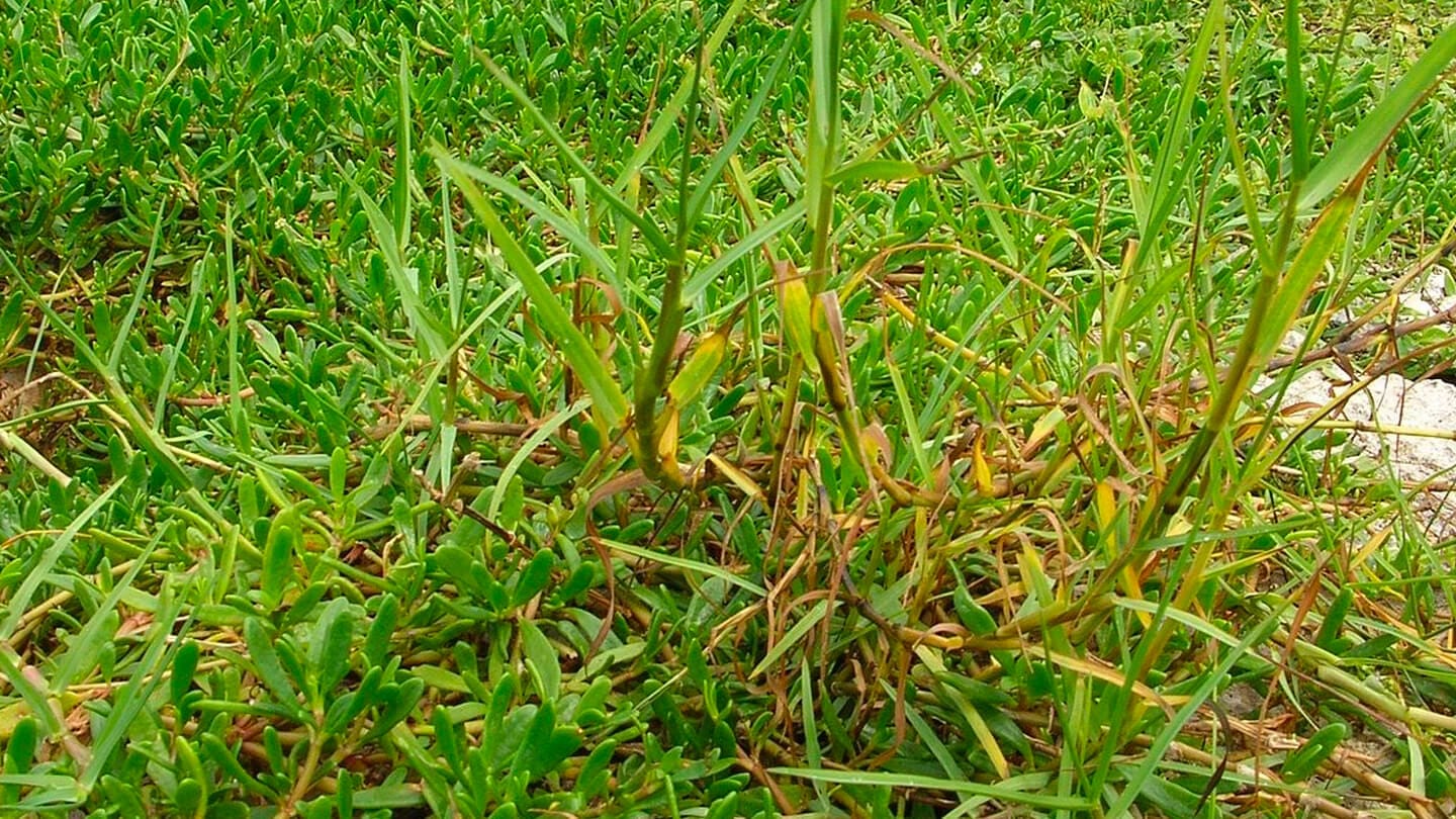 Chépica | Cynodon dactylon (L) 6 Mamboreta - Chepica Soluciones Mamboretá