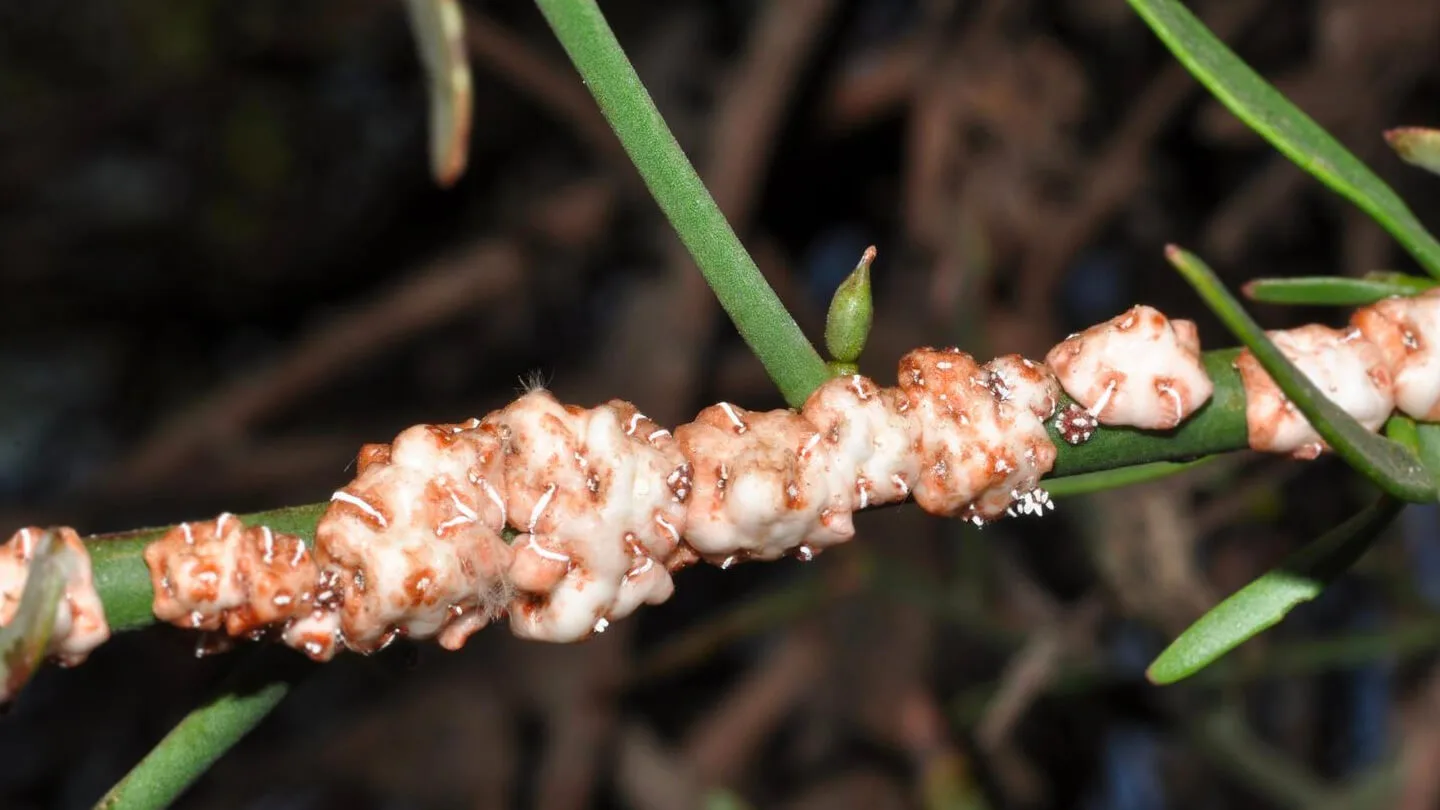 Cochinilla Cerosa o del Aguaribay | Ceroplastis Grandis 13 Mamboreta - Cochinilla cerosa Soluciones Mamboretá