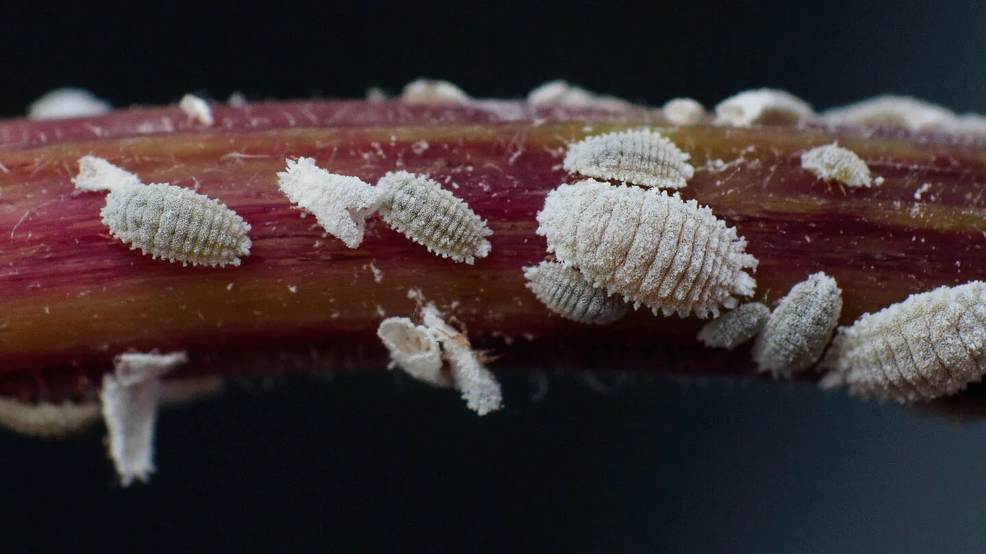 Cochinilla Harinosa 17 Mamboreta - Cochinilla harinosa Soluciones Mamboretá