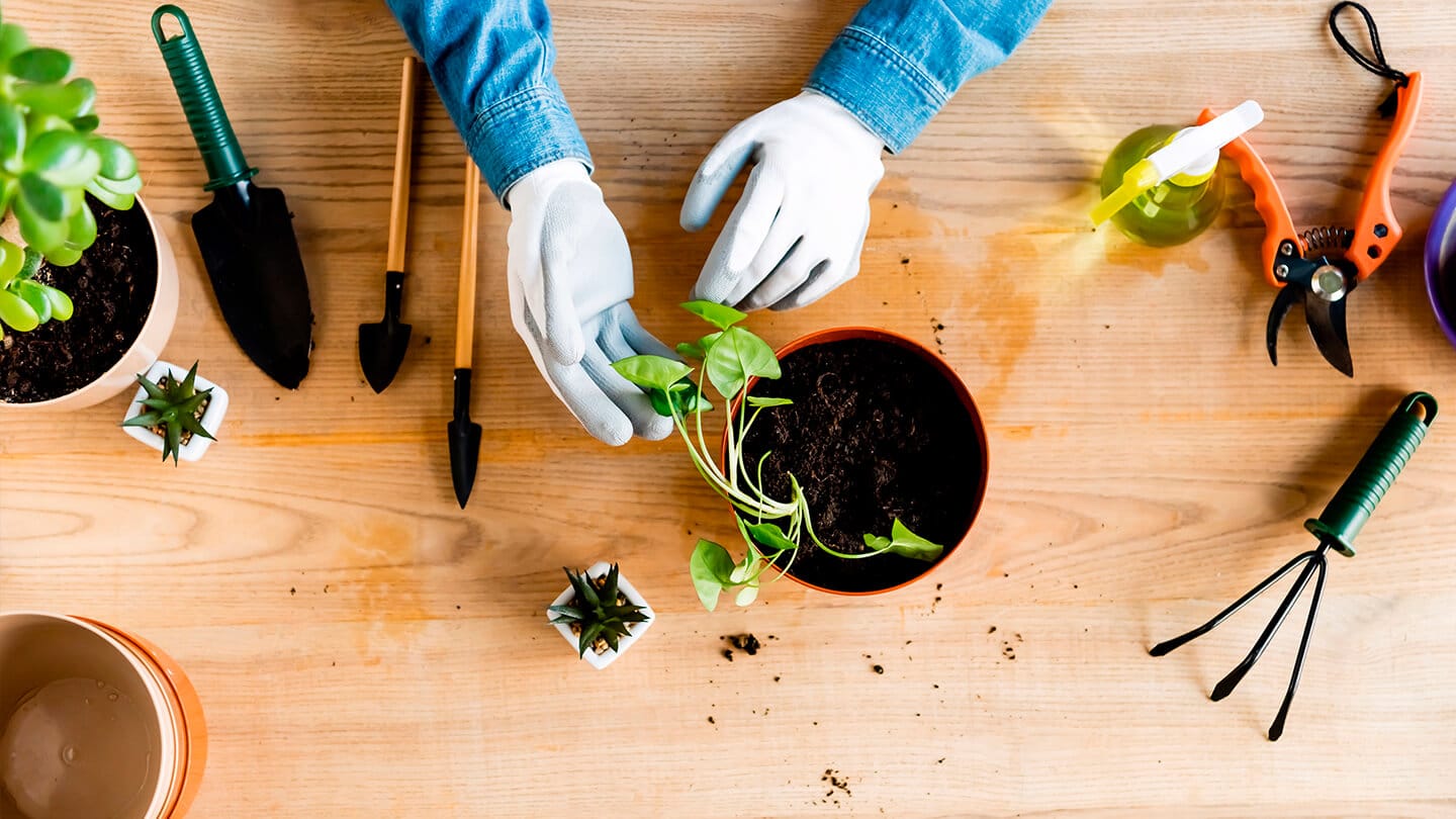 ¿Cómo reproducir tu planta favorita? 2 ¿Cómo reproducir tu planta favorita? - Comunidad Mamboretá - Tutoriales