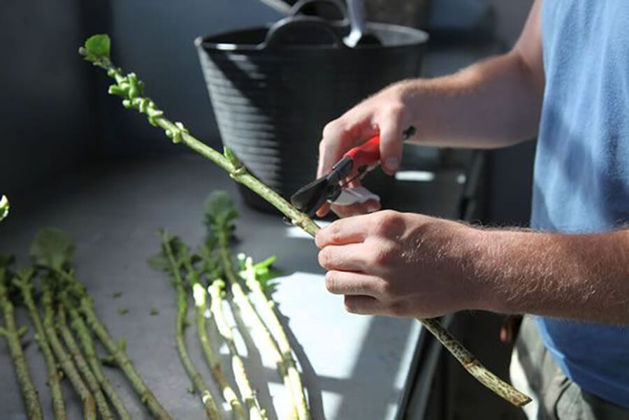 ¿Cómo reproducir tu planta favorita? 1 ¿Cómo reproducir tu planta favorita? - Comunidad Mamboretá - Tutoriales