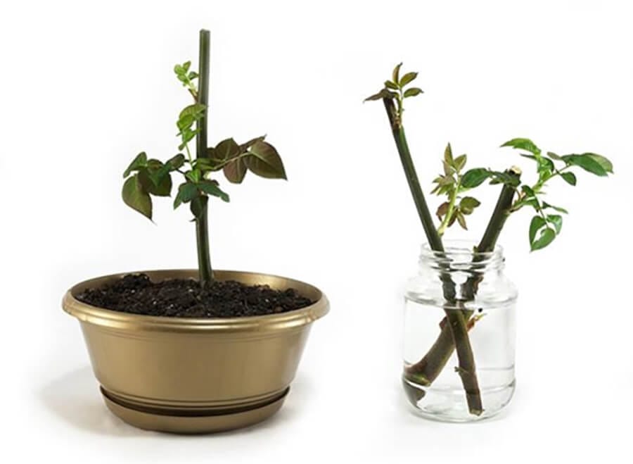 ¿Cómo reproducir tu planta favorita? 2 ¿Cómo reproducir tu planta favorita? - Comunidad Mamboretá - Tutoriales