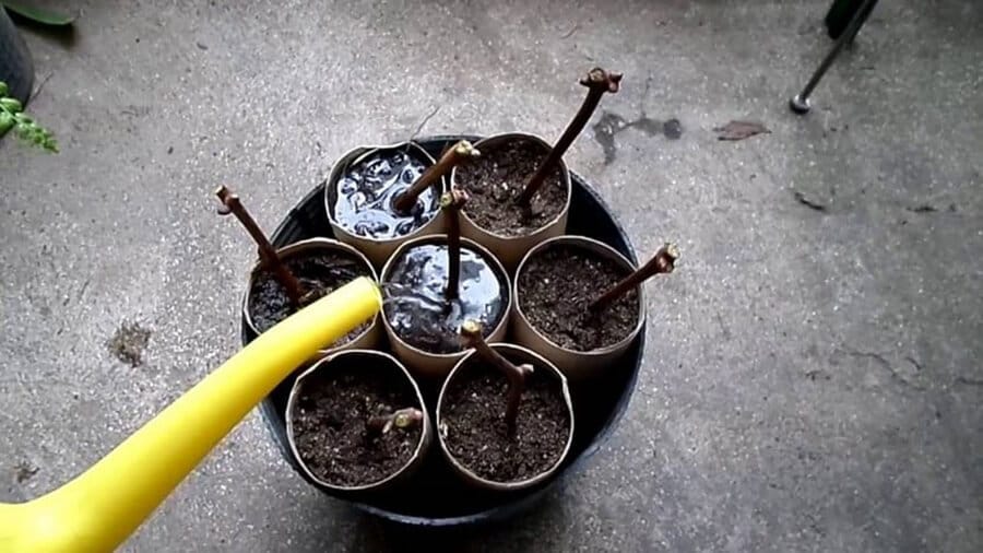 ¿Cómo reproducir tu planta favorita? 3 ¿Cómo reproducir tu planta favorita? - Comunidad Mamboretá - Tutoriales