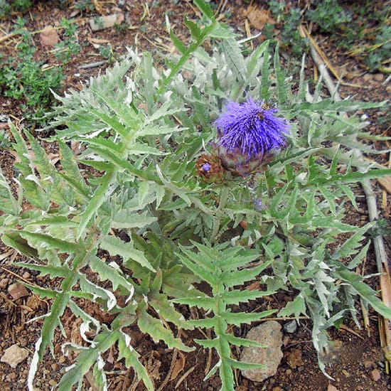 Cardo 2 Mamboreta - Cynara Cardunculus 1 mamboreta