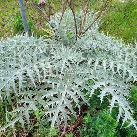 Cardo 1 Mamboreta - Cynara Cardunculus 2 mamboreta