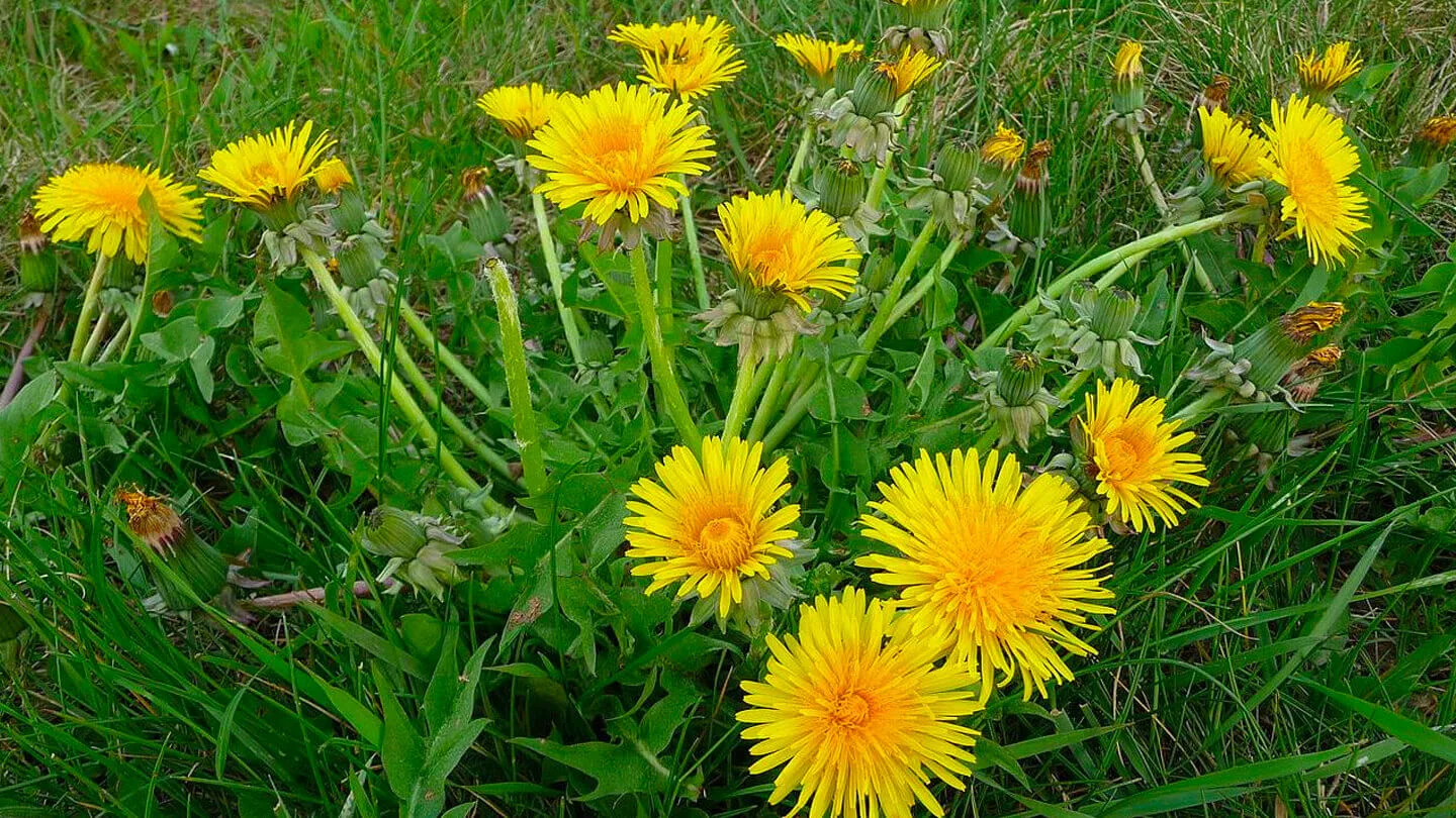 Diente de León | Taraxacum oficinalis 16 Mamboreta - Diente de leon Soluciones Mamboretá