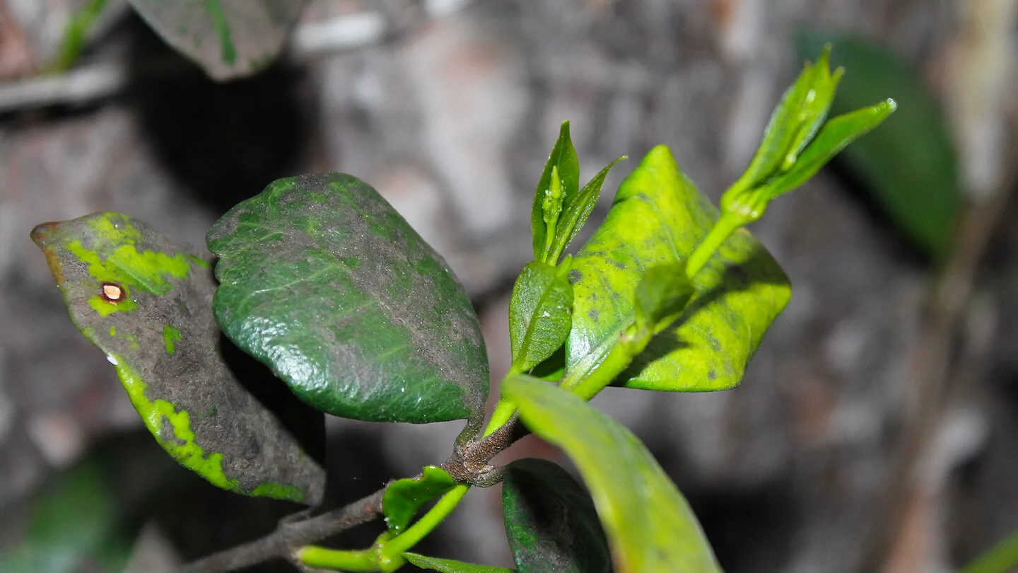 Fumagina o Negrilla 15 Mamboreta - Fumagina Soluciones Mamboretá