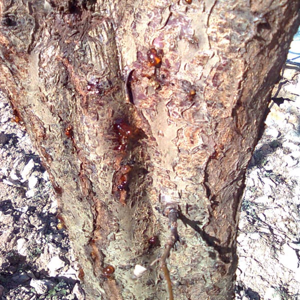 Mamboreta - GOMOSIS mamboreta