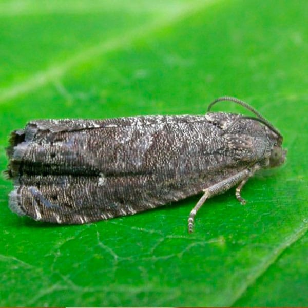 Grafolita 1 Mamboreta - GRAFOLITA MOLESTA
