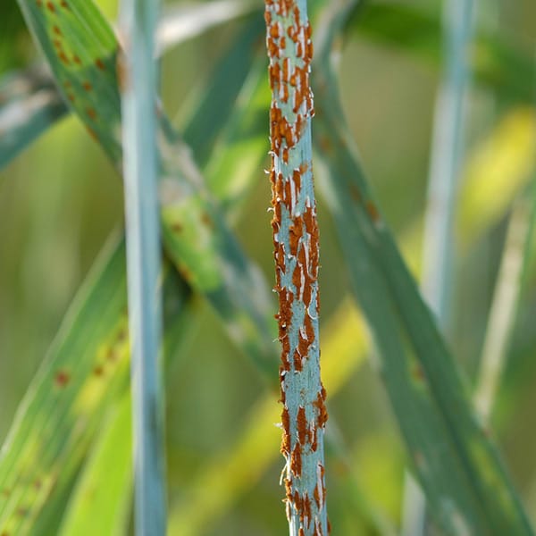 Roya Negra y Roya Naranja 1 Mamboreta - Puccinia graminis mamboreta