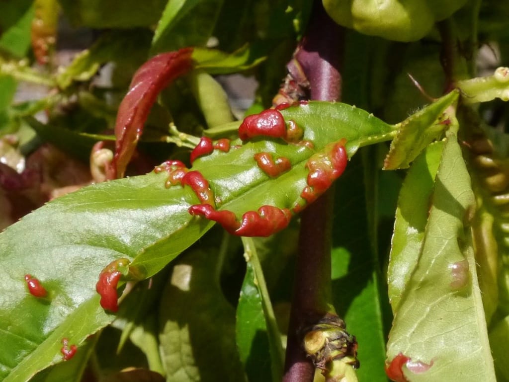 Mamboreta - Taphrina deformans torque
