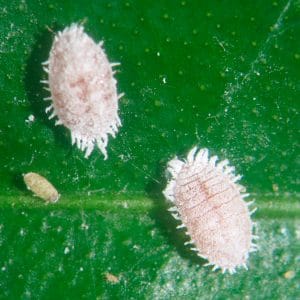Cochinilla Harinosa 1 Mamboreta - cochinilla harinosa mamboreta