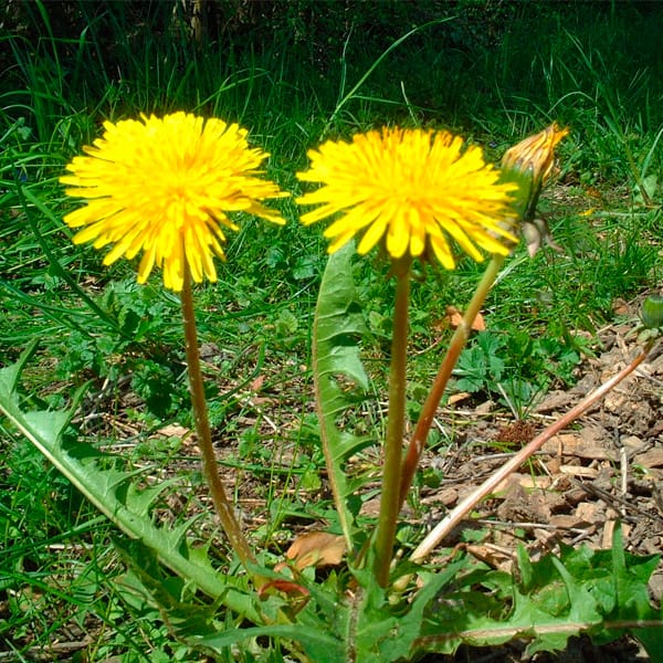 Diente de León | Taraxacum oficinalis 3 Mamboreta - diente de leon mamboreta 1