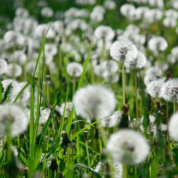 Diente de León | Taraxacum oficinalis 2 Mamboreta - diente de leon mamboreta 2