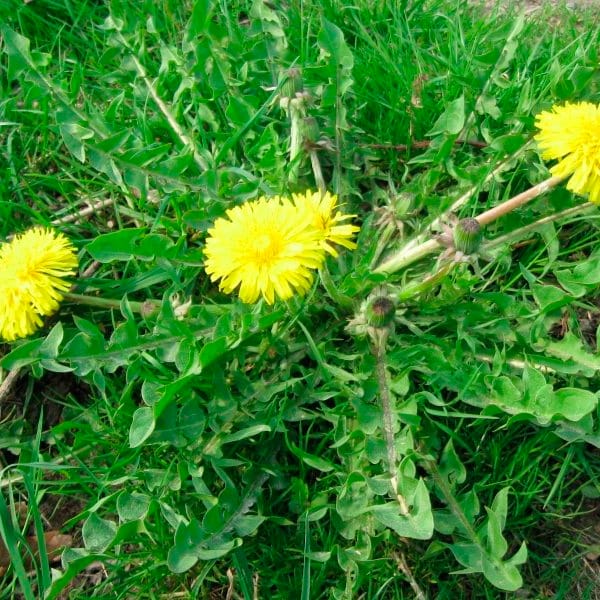 Diente de León | Taraxacum oficinalis 4 Mamboreta - diente de leon mamboreta