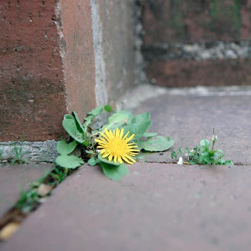 Entre piedras 1 Mamboreta - entre piedras mamboreta