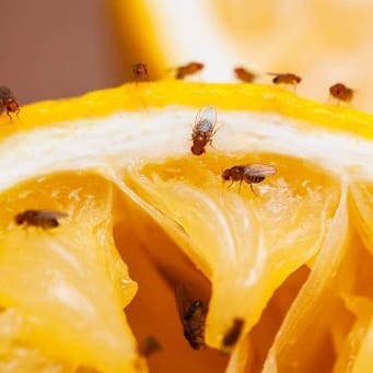 Mosca de los Frutos | Ceratitis Capitata 2 Mamboreta - frutos mosca