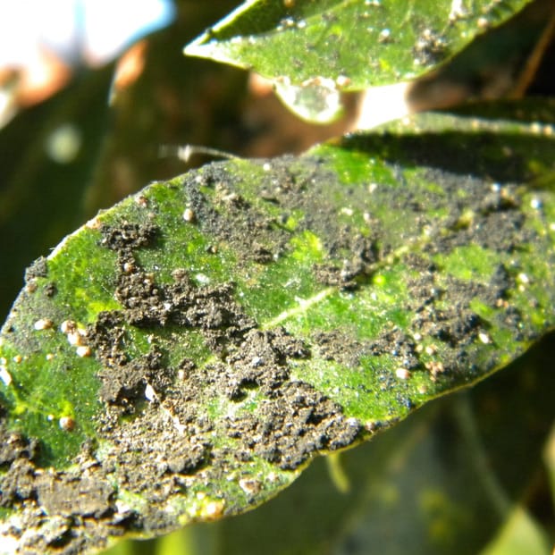 Mamboreta - fumagina o negrilla mamboreta