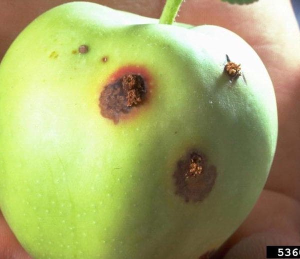 Gusano de la Manzana | Cydia o Carpocapsa Pomonella 1 Mamboreta - gusano de la manzana 1