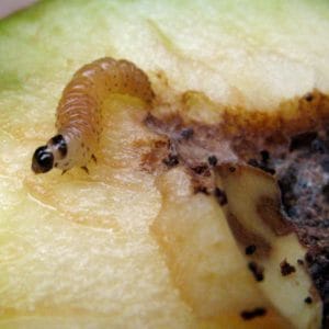 Gusano de la Manzana | Cydia o Carpocapsa Pomonella 2 Mamboreta - gusano de la manzana