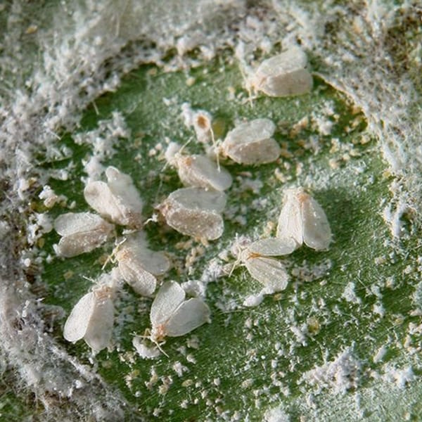 Mamboreta - mosca blanca 1