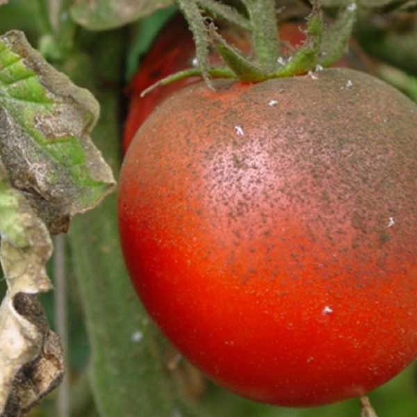 Mamboreta - mosca blanca 2