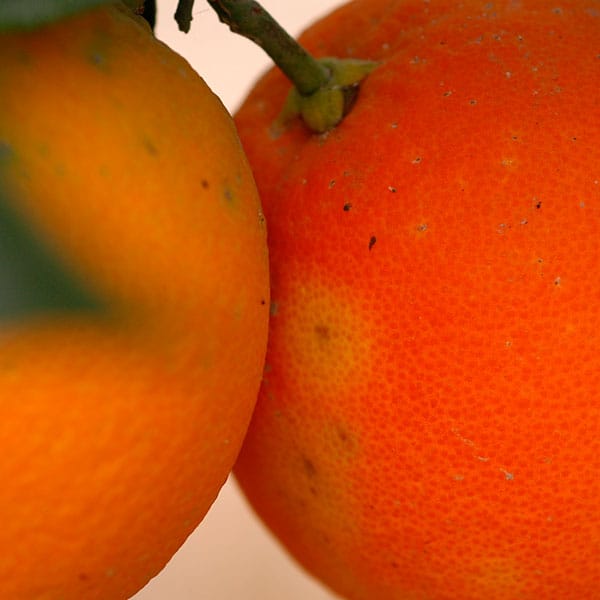 Mosca de los Frutos | Ceratitis Capitata 1 Mamboreta - mosca de los frutos 2