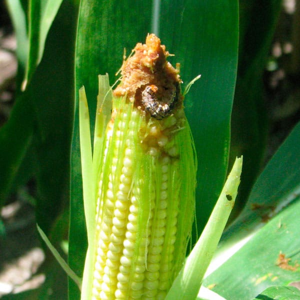 Oruga Tardía | Spodoptera Frugiperda 1 Mamboreta - oruga del maiz o cogollero 1