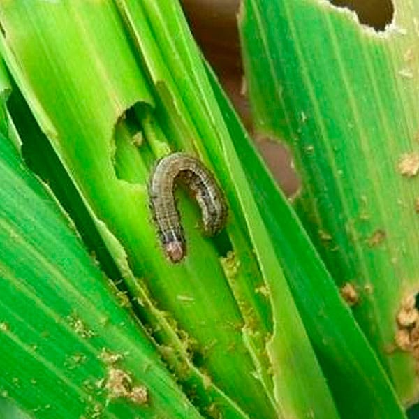 Oruga Tardía | Spodoptera Frugiperda 2 Mamboreta - oruga del maiz o cogollero