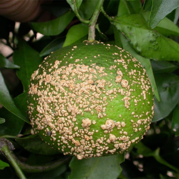 Sarna | Cladosporium Carpophilum Thüm | Elsinoe Fawsettii 1 Mamboreta - sarna de los citricos