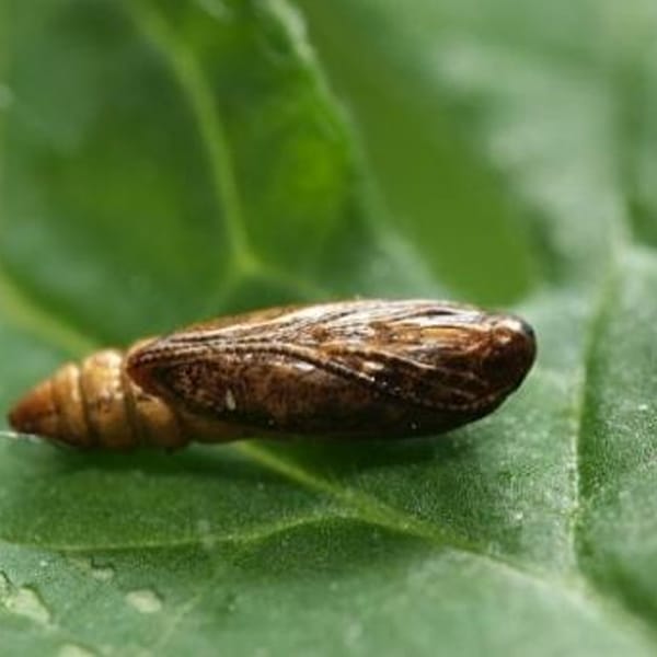 Polilla del Tomate 3 Mamboreta - tuta absoluta 1