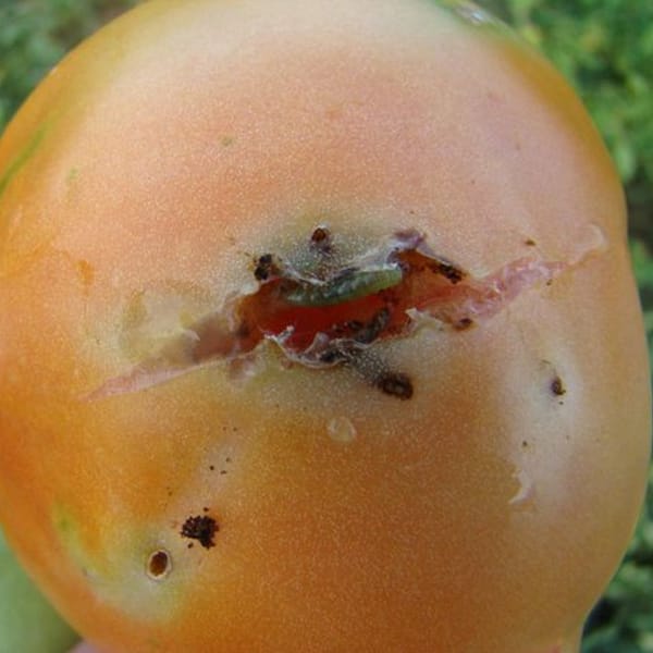 Polilla del Tomate 2 Mamboreta - tuta absoluta 2