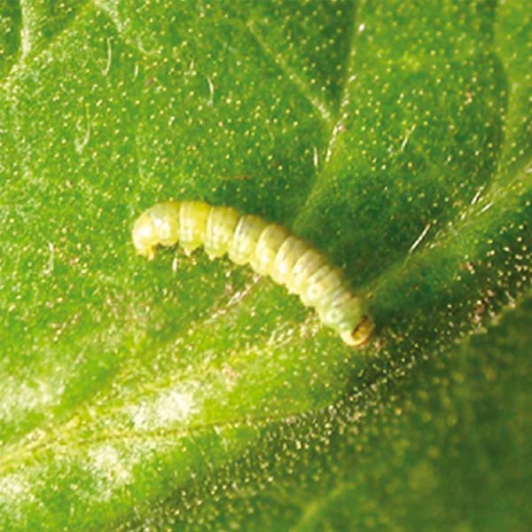 Polilla del Tomate 1 Mamboreta - tuta absoluta