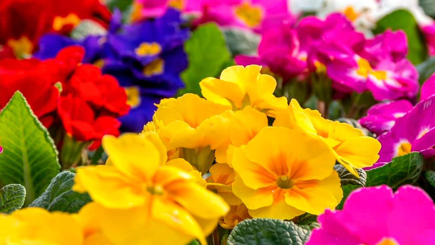 Mamboreta - Cómo tener un jardín verde y florido durante el invierno