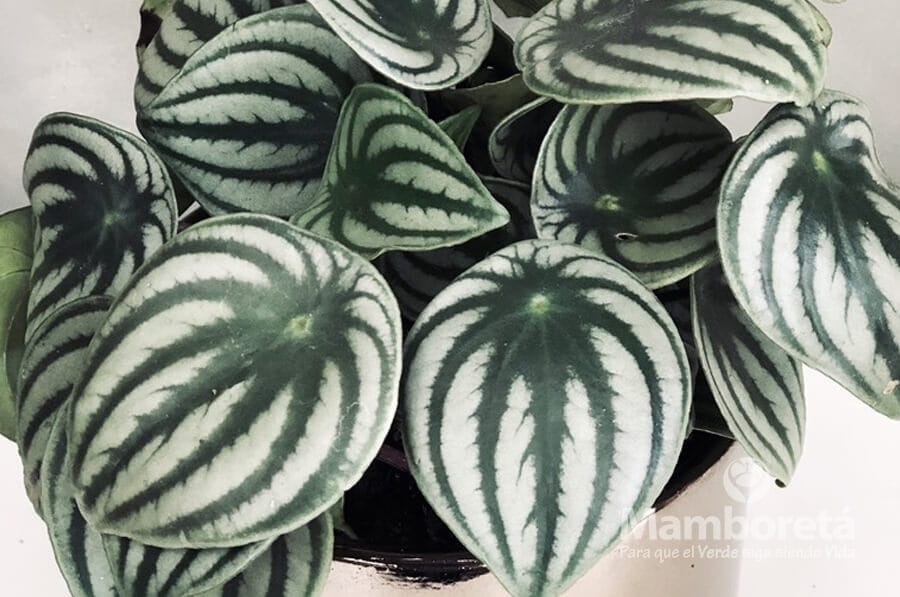 Plantas de interior ¡fáciles de cuidar! 3 Mamboreta - Peperomias mamboreta