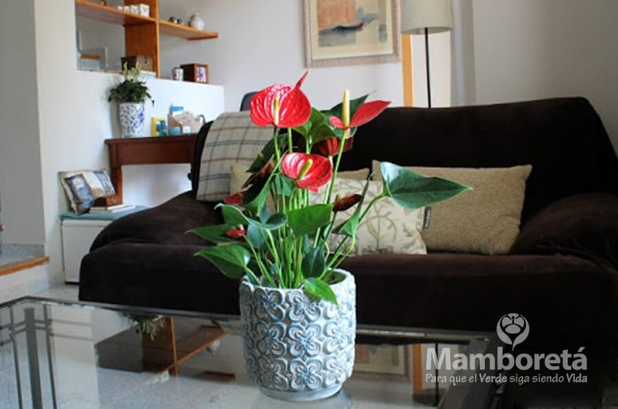 Plantas de interior ¡fáciles de cuidar! 2 Mamboreta - anturio mamboreta