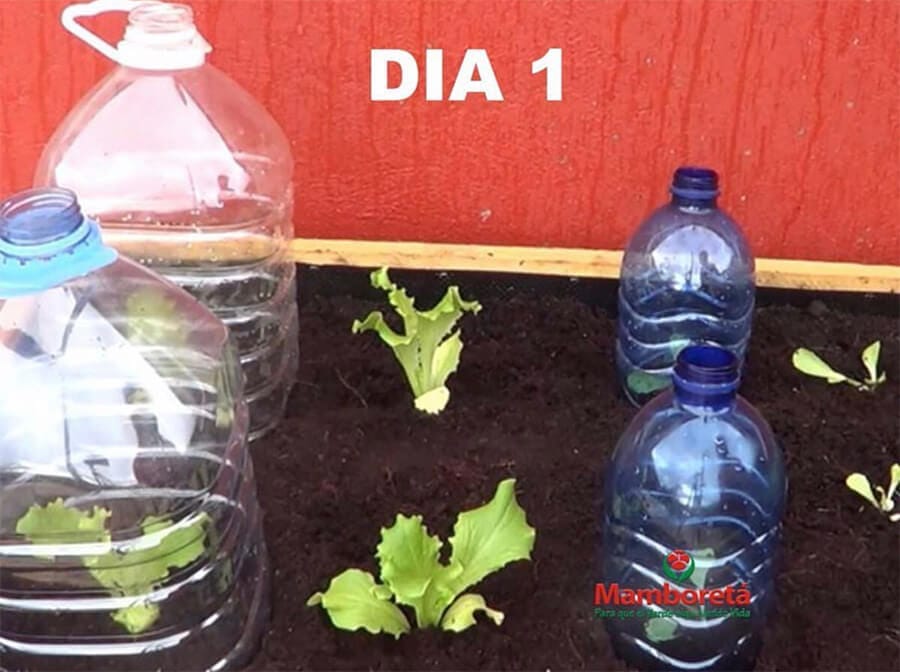 Mamboreta - botella1 mamboreta