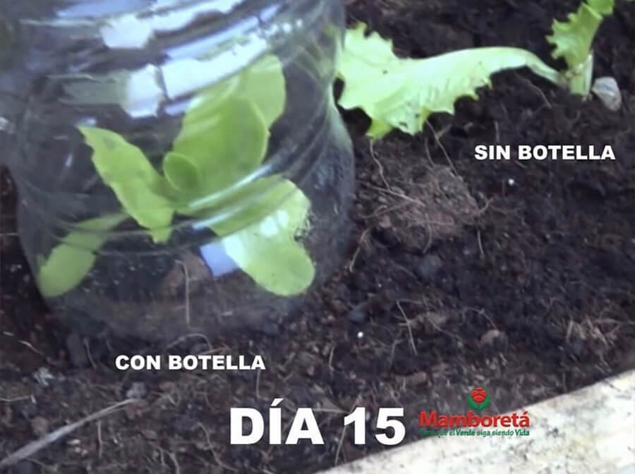 Mamboreta - botella2 mamboreta