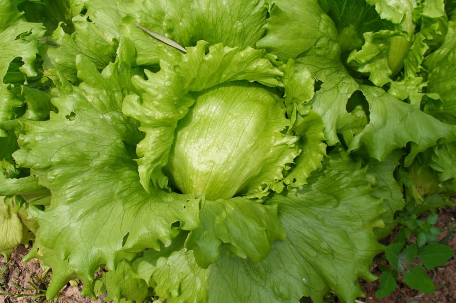 Mamboreta - capuchina