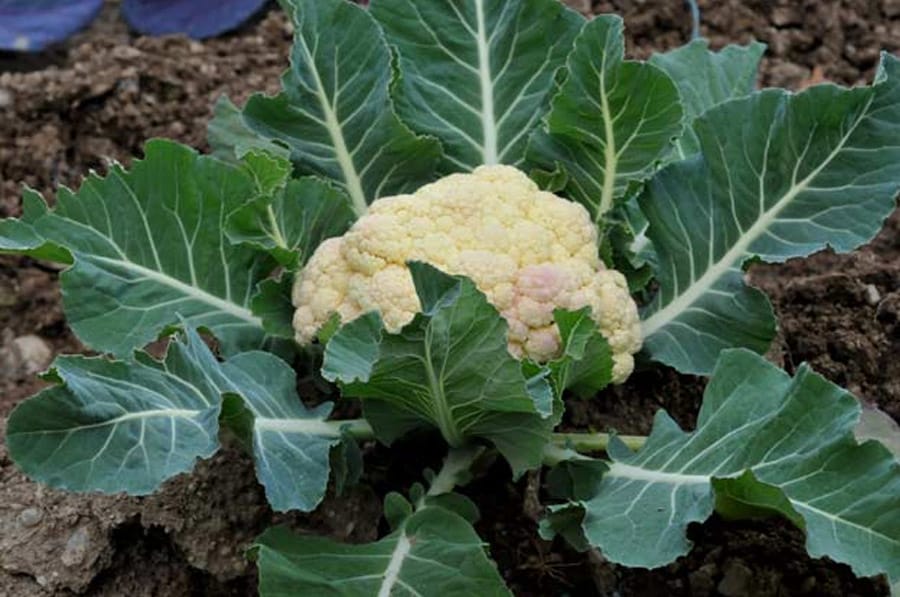 Mamboreta - coliflor