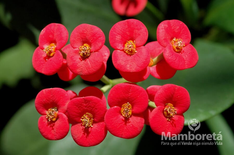 Plantas de interior ¡fáciles de cuidar! 4 Mamboreta - espina de cristo mamboreta