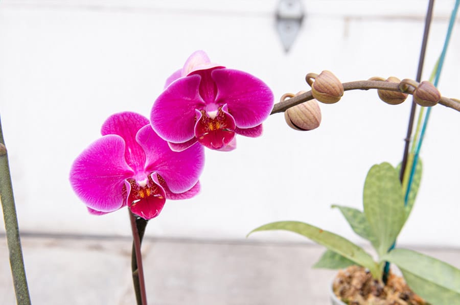 Orquídeas: guía de cuidados 1 Mamboreta - foto orq mamboreta