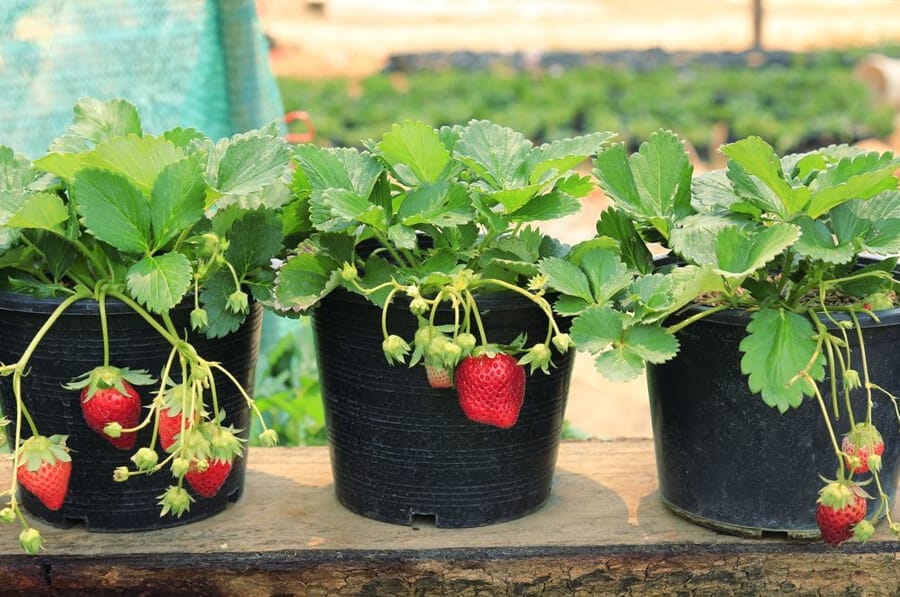 Cultivo de verduras en macetas 1 Mamboreta - frutilla maceta mamboreta