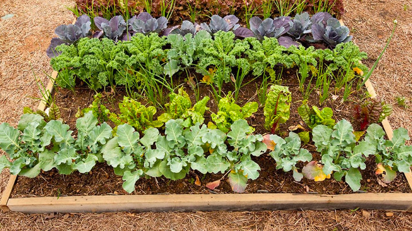 Mamboreta - huerta invierno mamboreta