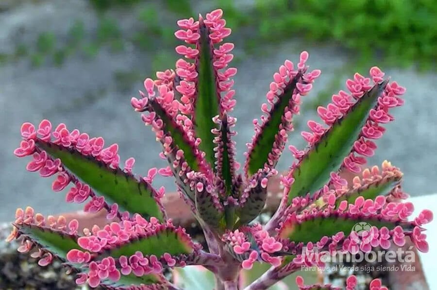 Plantas de interior ¡fáciles de cuidar! 6 Mamboreta - kalanchoe mamboreta