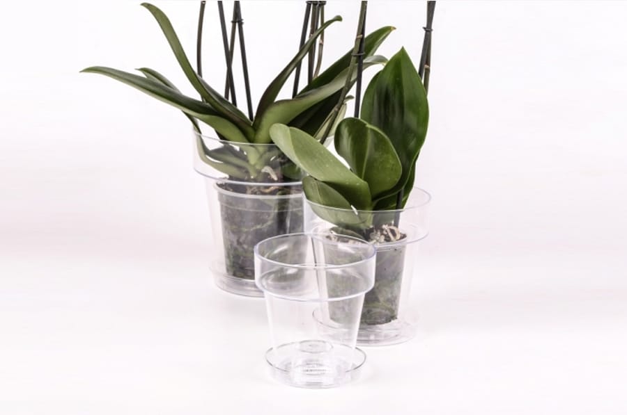 Orquídeas: guía de cuidados 2 Mamboreta - maceta orq mamboreta