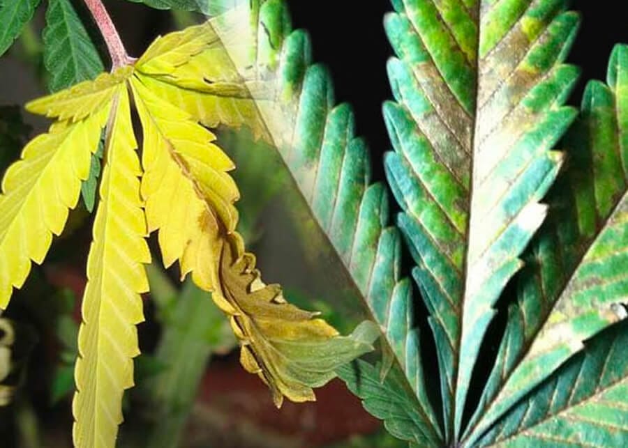 Falta de Nutrientes 2 Mamboreta - marihuana cannabis falta de nutrientes mamboreta 1