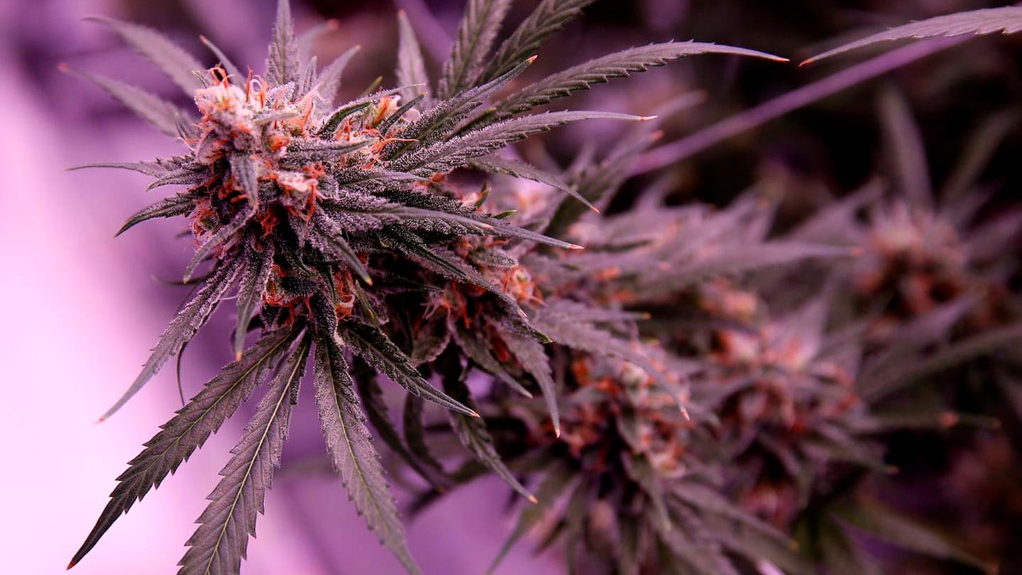 Consultorio de Cannabis | ¿Cómo conseguimos una prevención completa? 6 Mamboreta - portada luketa