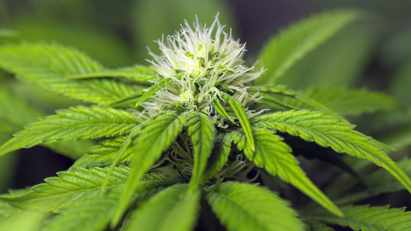 Consultorio de Cannabis | ¿Cómo consigo una nutrición completa en mi cultivo? 6 Mamboreta - portada nutricion luketa